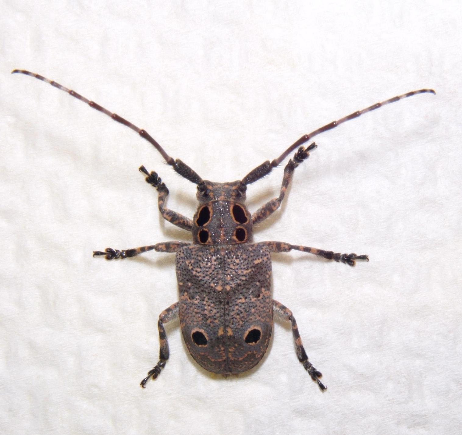 Mesosa curculionoides! (Cerambycidae)